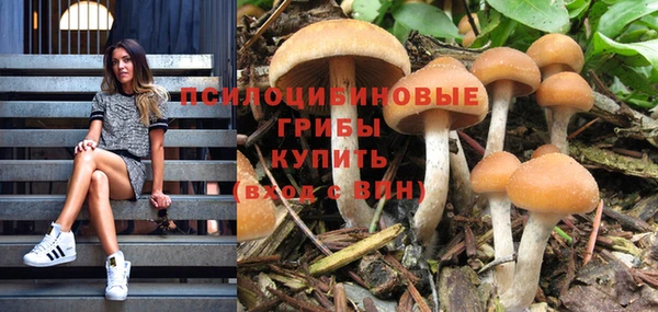 прущие грибы Бежецк
